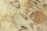Two Fossil Leaves (Zizyphoides) - Montana #203355-3